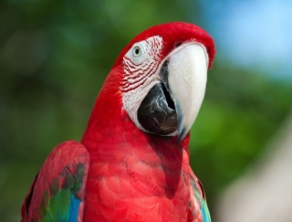  Observação de aves 